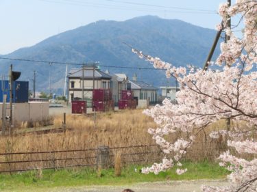 福井県内の桜カードを集めてみた(10～15)　2020年版